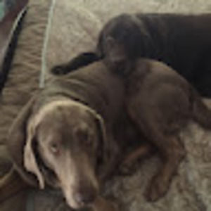 Meet your Posher, Devin